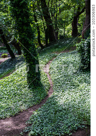 path in the park in summer path in the park in summer 103306983