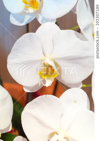 蝴蝶蘭花瓣特寫 103307180