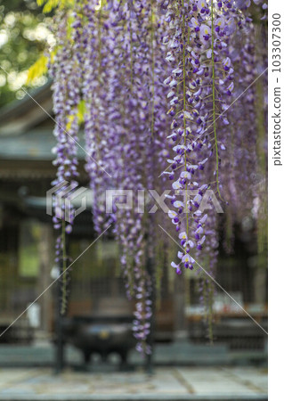 武藏寺/長子紫藤 武藏寺/長子紫藤 103307300