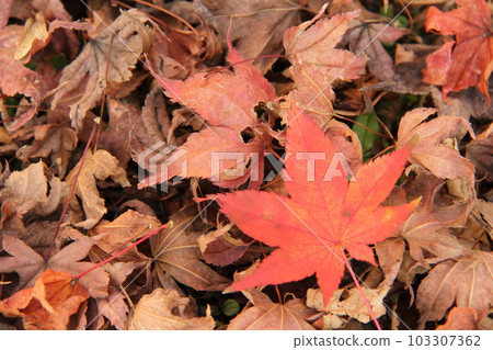 Maple Autumn "Autumn colored leaves" leaves 103307362