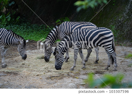 chapman zebra 103307596