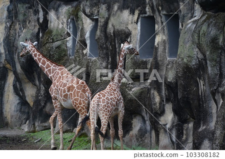 長頸鹿 長頸鹿 103308182