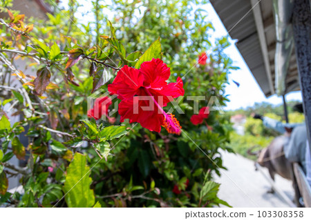 Water buffalo car and hibiscus 103308358
