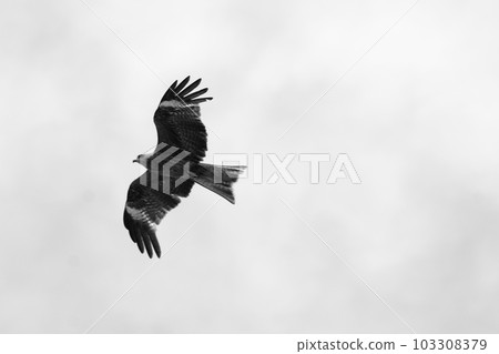 Monochrome Sky Tonbi Animal (Registered May 2023) Monochrome Sky Tonbi Animal (Registered May 2023) 103308379