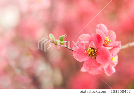 Red quince flowers on a tree branch close-up on a blurred background. Copyspace. Selective focus. 103308492