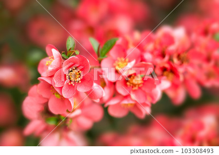 Flowering quince Chaenomeles speciosa, Chinese or Japanese quince, zhou pi mugua. 103308493