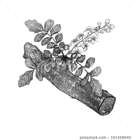 乳香枝花(單品)/單色 乳香枝花(單品)/單色 103308640