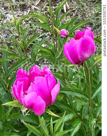 在綠色中閃耀的牡丹花B 103308791