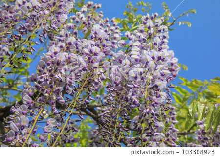 Wisteria of Maizuru Park Wisteria of Maizuru Park 103308923