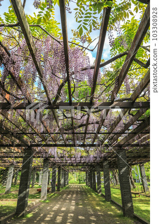 Wisteria of Maizuru Park 103308928