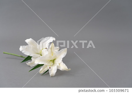 Lily flower gray background background material Lily flower gray background background material 103309671