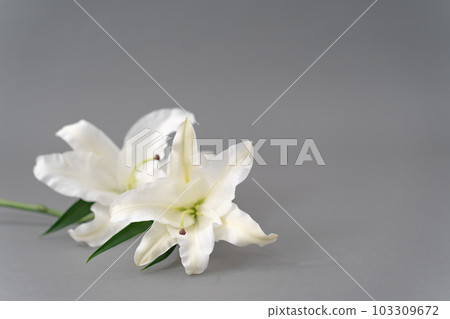 百合花灰色背景背景素材 103309672