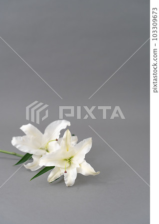百合花灰色背景背景素材 103309673