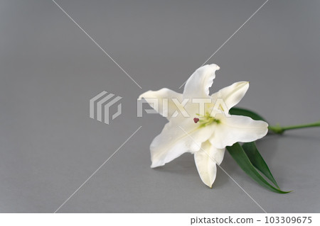 Lily flower gray background background material Lily flower gray background background material 103309675