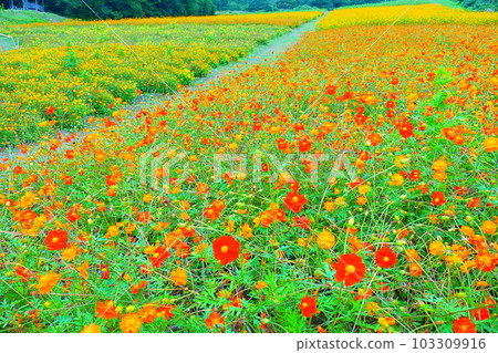 Cosmos in full bloom Autumn cherry blossoms Cosmos in full bloom Autumn cherry blossoms 103309916