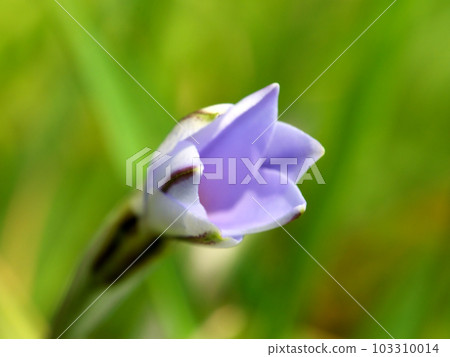 已經開始綻放的 Nirahana 的微距照片 已經開始綻放的 Nirahana 的微距照片 103310014