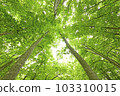 Fresh green beauty forest in Tokamachi City, Niigata Prefecture 103310015
