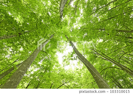 新潟縣十日町市的新綠美林 新潟縣十日町市的新綠美林 103310015