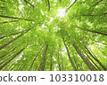 Fresh green beauty forest in Tokamachi City, Niigata Prefecture 103310018
