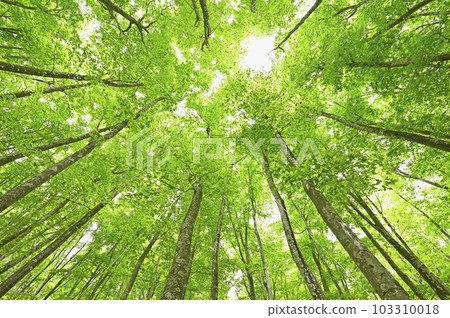 Fresh green beauty forest in Tokamachi City, Niigata Prefecture Fresh green beauty forest in Tokamachi City, Niigata Prefecture 103310018