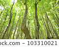 Fresh green beauty forest in Tokamachi City, Niigata Prefecture 103310021