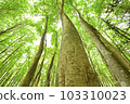 Fresh green beauty forest in Tokamachi City, Niigata Prefecture 103310023