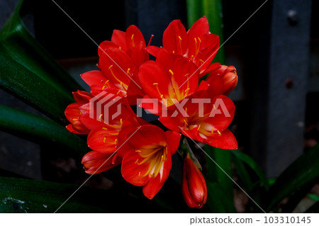brightly colored kunsilan brightly colored kunsilan 103310145