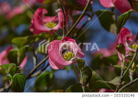 Beautiful red dogwood Beautiful red dogwood 103310146
