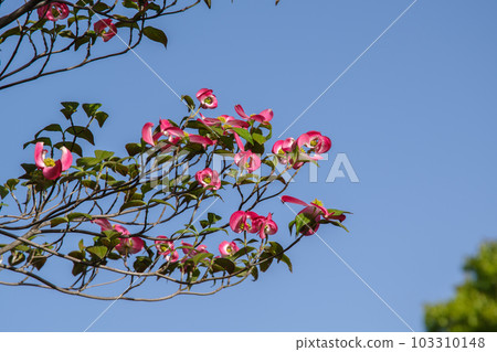 Beautiful red dogwood Beautiful red dogwood 103310148