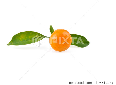 kumquat orange that placed on white background 103310275