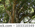 Giant tree in Tokamachi City, Niigata Prefecture 103310349