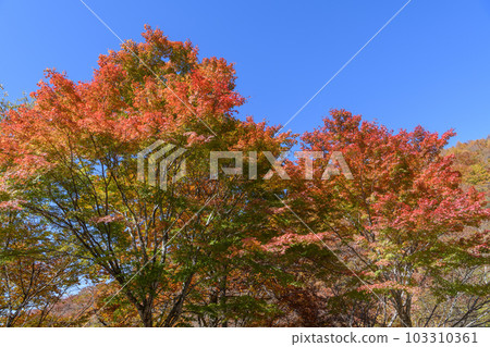 Autumn leaves along the Nisshio Momiji Line 103310361
