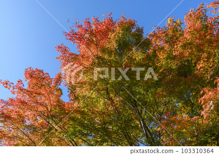 Autumn leaves along the Nisshio Momiji Line Autumn leaves along the Nisshio Momiji Line 103310364