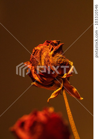 Dried red rose flower 103310546