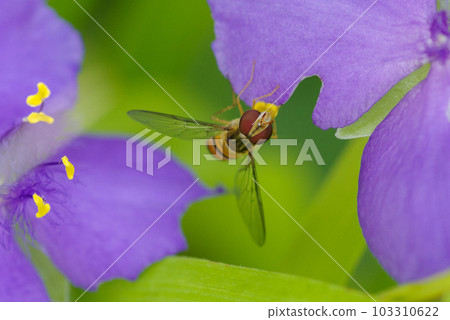 A hoverfly perches on a giant spiderweed A hoverfly perches on a giant spiderweed 103310622