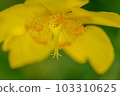 The yellow flowers of Kinshibai have started to bloom 103310625