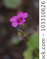 Take a close-up shot of a potato oxalis blooming in the field 103310626