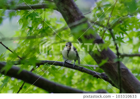 躲雨的小山雀 103310633