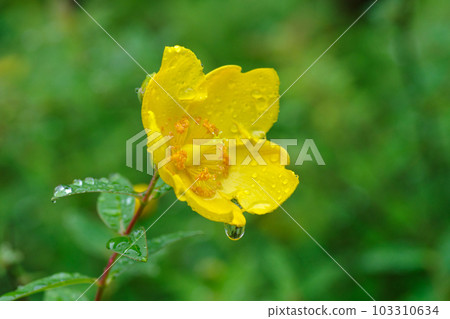 Kinshibai wet in the rain is beautiful 103310634