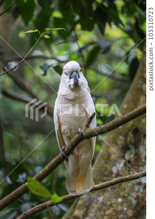 The moluccan cockatoo bird in garden 103310723