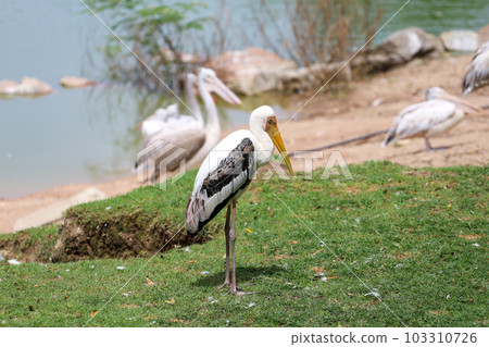 The Painted Stork bird (Mycteria leucocephala) in garden The Painted Stork bird (Mycteria leucocephala) in garden 103310726