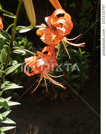 Oni lily Oni lily 103310797