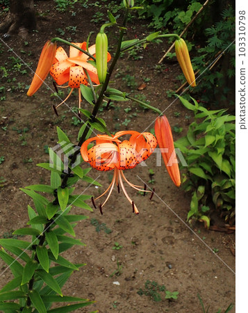 Oni lily Oni lily 103310798