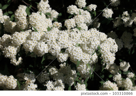 Fresh green Ritsurin Park (Late April, Kodemari) 103310866