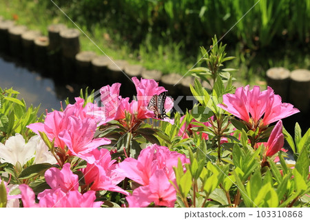 Ritsurin Park in fresh green (Late April/Azalea) 103310868