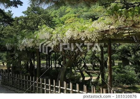 Fresh green Ritsurin Park (Late April, Fuji) 103310876