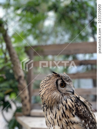 Bengal Eagle Duck Bengal Eagle Duck 103310900