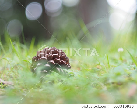 pine cones in the grass pine cones in the grass 103310936