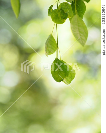 Weeping Katsura Leaf 2 103310942