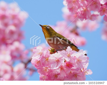 Kawazu cherry tree and mezzo Kawazu cherry tree and mezzo 103310947